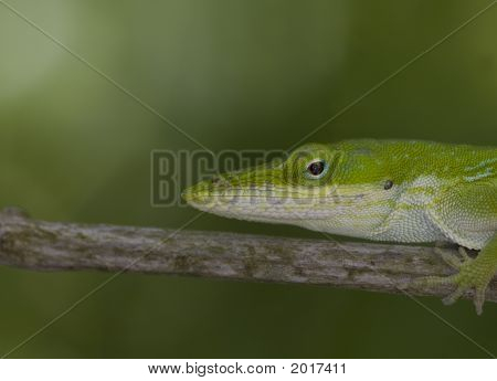 Lagarto Anole verde