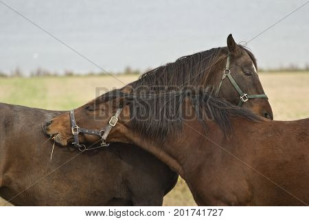 Couple horse in love showing emotion in denmark
