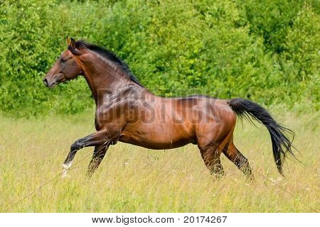 el semental de Bahía trakehner galopando