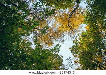 Bottom view of the tops of trees in the autumn forest. Splendid woods scene in the colorful woodland. Beautiful outdoor nature landscape photography - walking in a forest with golden and green foliage