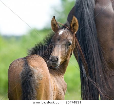 Trakehner potro en campo