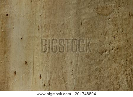 Light natural wooden smooth background. Surface of a thick tree trunk without bark, horizontal tree texture