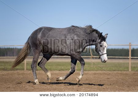 Grey horse running in platz
