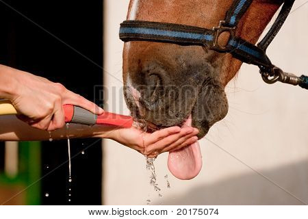 horse drinking water