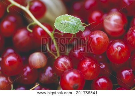 Macro shot shield bug Palomena prasina on red currant berries