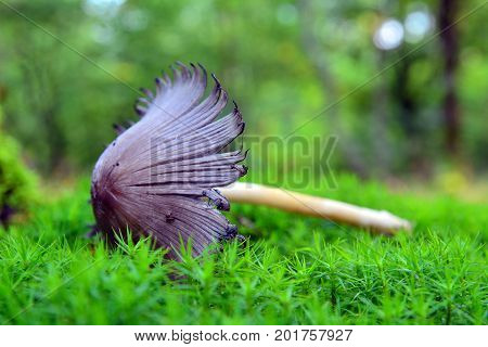 a coprinopsis atramentaria mushroom in the forest