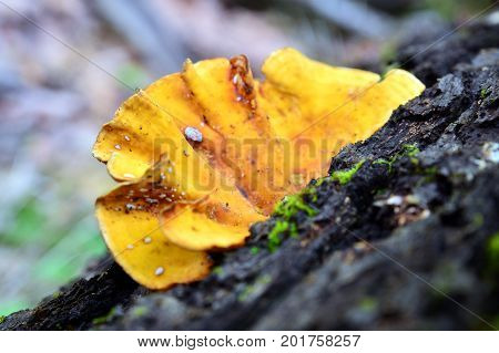 vivid yellow stereum mushroom on a dead tree