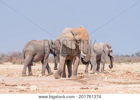 Three african bull elephants Loxodonta africana at the Rateldraf waterhole in North-Western Namibia. One is urinating