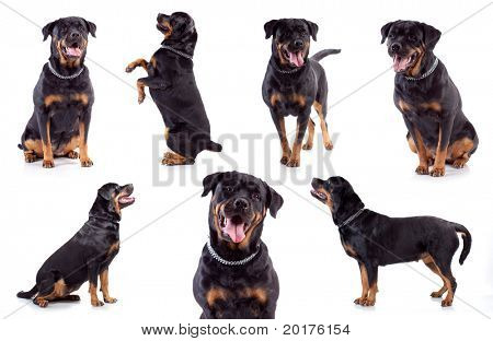 Muchos Rottweilers, sentado, de pie y acostado, aislaron sobre fondo blanco, studio shot.