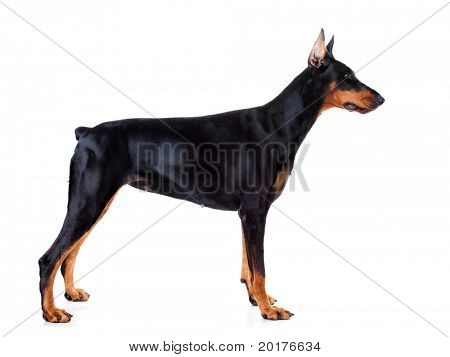 Doberman แยกต่างหากบนพื้นหลังสีขาว