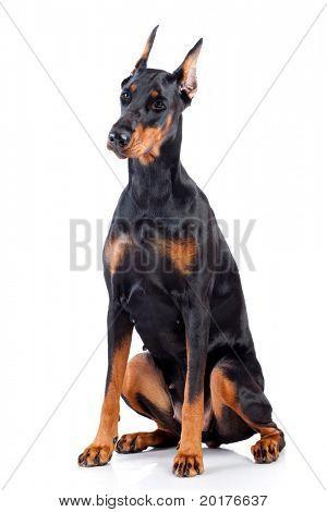 Doberman แยกต่างหากบนพื้นหลังสีขาว