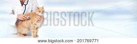 Cat and veterinarian doctor