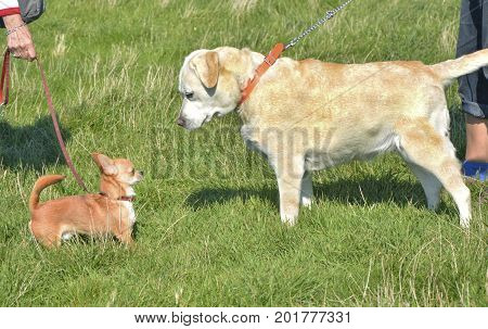 chihuahua and labrador retriever with its owners