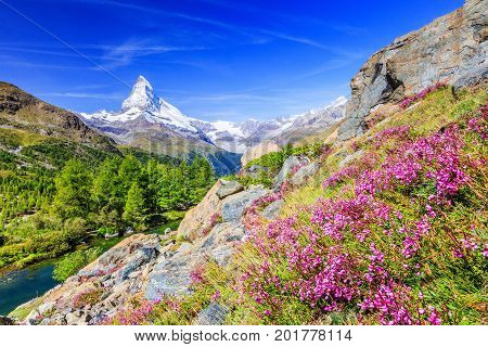 Zermatt Switzerland. Matterhorn mountain near Grindjisee Lake with flowers in the foreground. Canton of Valais.