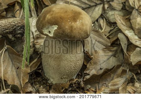 Bolete mushroom in summer leaf dark forest