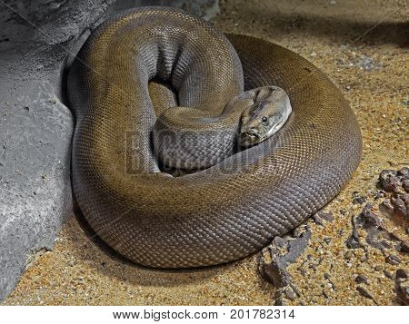 Closeup Patternless Green Burmese Python on Sand