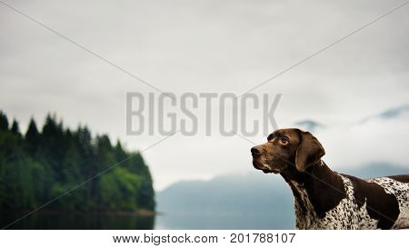 German Shorthair Pointer dog against mountain lake and forest