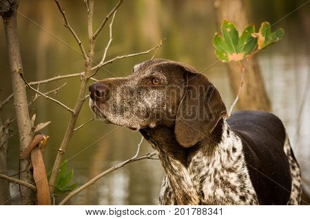 German Shorthaired Pointer dog portrait by pond and trees