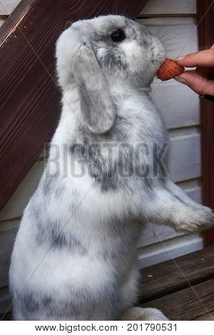 Girl Feeding Rabbit Carrot