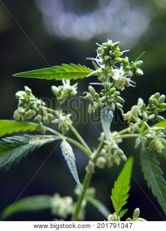 Cannabis Plant Pollen Sacs