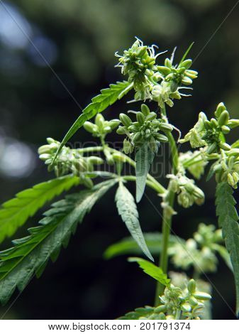 Cannabis Plant Pollen Sacs
