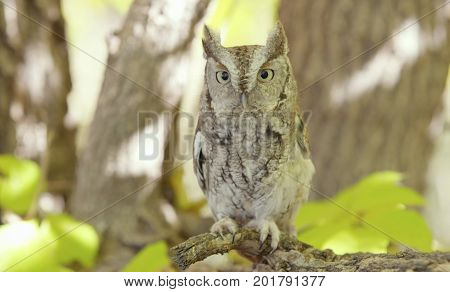 Female horned owl perched on a tree branch