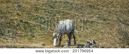Asian Feral Horse.
