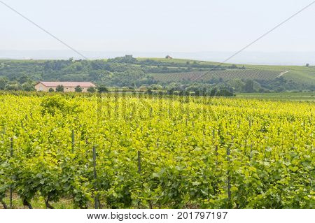 winegrowing scenery around Loerzweiler in the Rhineland-Palatinate in Germany at spring time