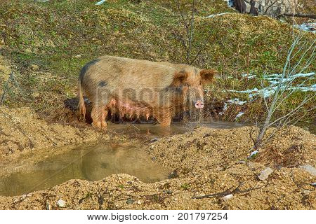 Pigs Are Free-living In The Caucasus