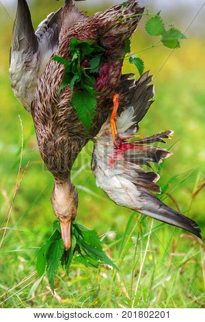 Methods Of Temporary Preservation Of Game Fowl