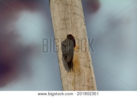Black Woodpecker Hollows Hollow