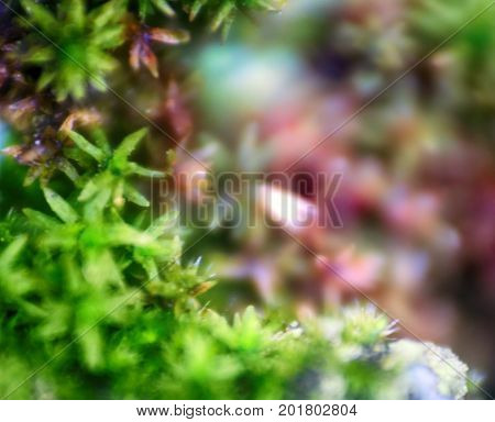 Background, Macro. Surface Of Stone, Moss And Water Drops