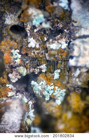 Background, Macro. Surface Of Stone, Lichens And Water Drops