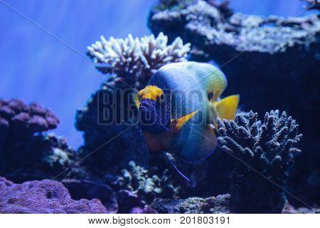 Blue Faced Angelfish Pomacanthus Xanthometopon