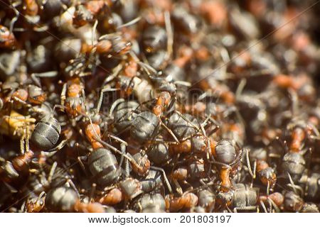 Ants Moving In Anthill Marco