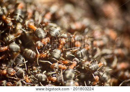 Ants Moving In Anthill Marco