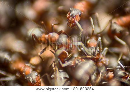 Ants Moving In Anthill Marco