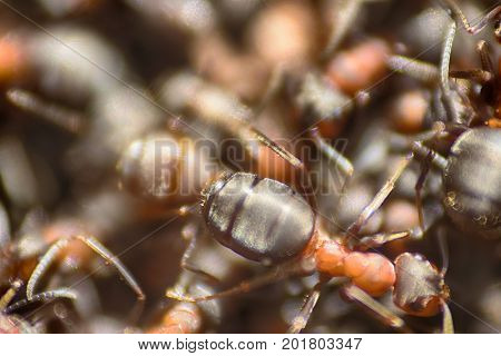 Ants Moving In Anthill Marco