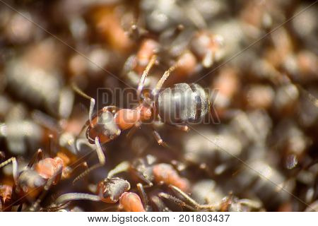 Ants Moving In Anthill Marco