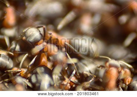 Ants Moving In Anthill Marco