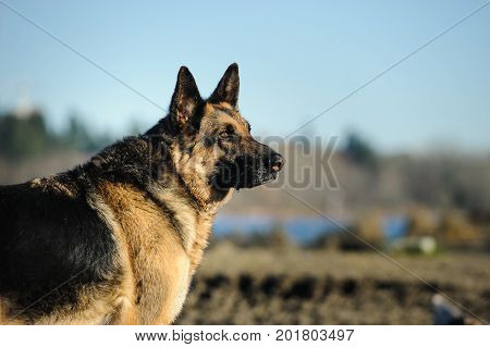 German Shepherd dog portrait against sand shore