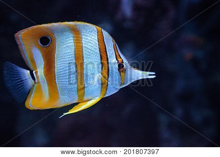 Copper-banded Butterflyfish, Chelmon Rostratus