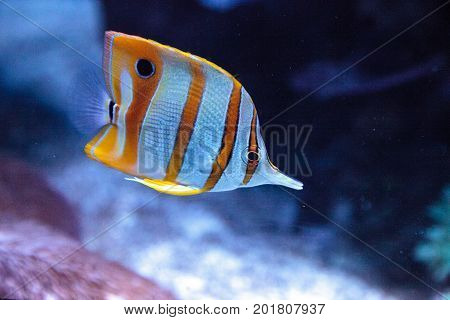 Copper-banded Butterflyfish, Chelmon Rostratus