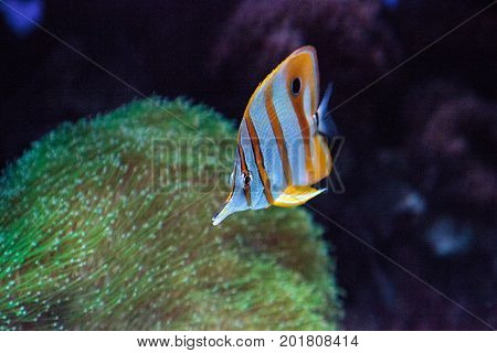 Copper-banded Butterflyfish, Chelmon Rostratus