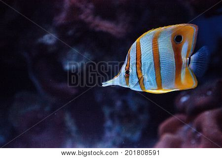 Copper-banded Butterflyfish, Chelmon Rostratus