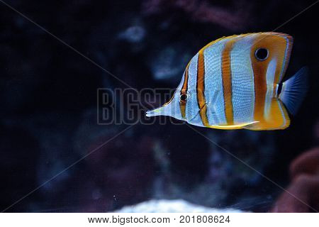 Copper-banded Butterflyfish, Chelmon Rostratus