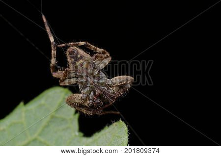 image of a Ghost spider (Neoscona Punctigera)