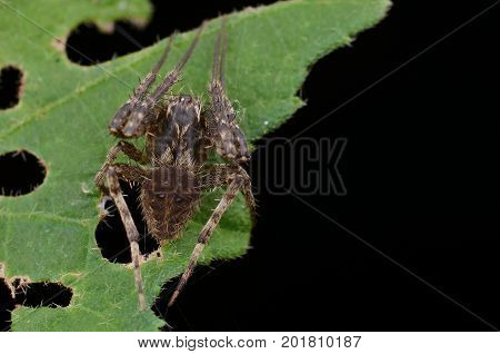 image of a Ghost spider (Neoscona Punctigera)