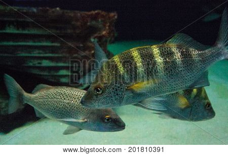 Graybar Grunt Fish Haemulon Sexfasciatum
