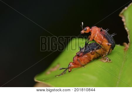 image of a spiny leaf rolling weevils mating on green leaf